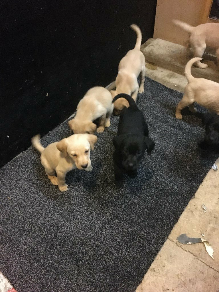 gumtree black labrador puppies